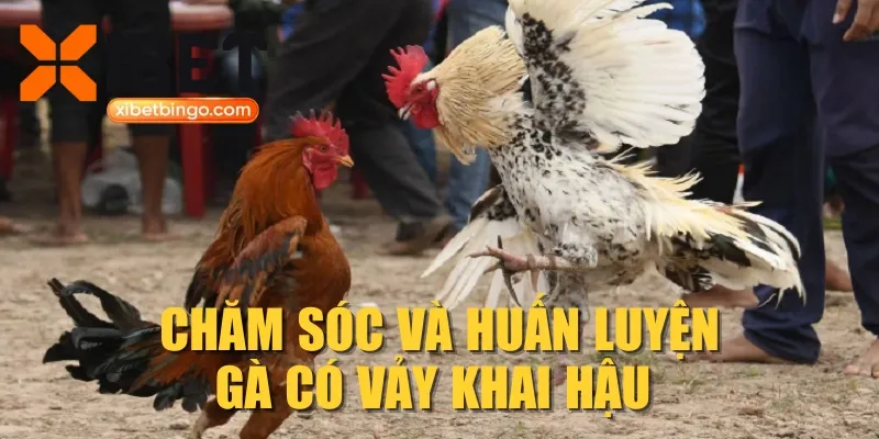 Chăm sóc và huấn luyện gà có vảy khai hậu