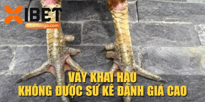 Vảy khai hậu không được sư kê đánh giá cao